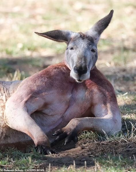 Buff kangaroo goes viral after showing off his rippling muscles at Australian wildlife centre  | Daily Mail Online Buff Kangaroo, Kangaroo Jack, Dance Studio Owner, Red Kangaroo, Dubai Beach, Australian Wildlife, Wildlife Park, Farm Heroes, Making Waves