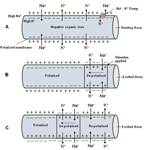 Nerve Impulse Conduction - Online Biology Notes Nerve Impulse Notes, Neuron Structure And Function, Zoology Notes, Neuron Structure, Nerve Impulse, Neuromuscular Junction, Nerve Anatomy, Basic Anatomy, Plasma Membrane