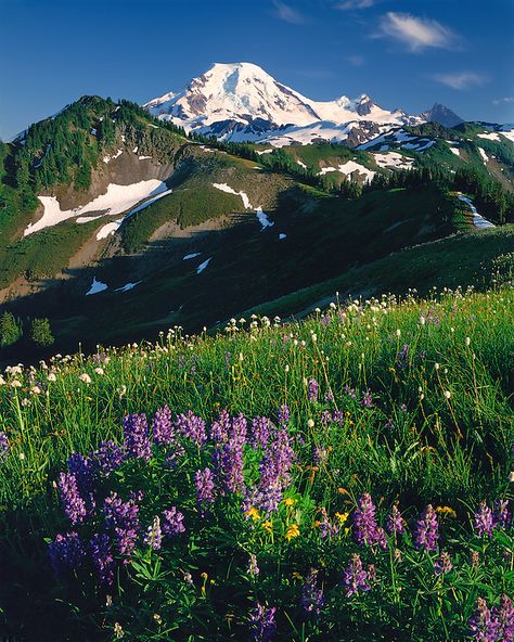 Evening light on a field of wildflowers below Mt. Baker; Mt. Baker/Snoqualmie National Forest, WA Dispersed Camping, Field Of Wildflowers, Mt Baker, Wilderness Camping, Spring Background, Evening Light, 2024 Vision, Travel Goals, National Forest