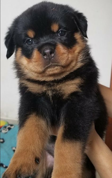 Miniature Rottweiler, Black Rottweiler, Puppy Rottweiler, Funny Rottweiler, Lover Anime, Painting Dogs, Puppy Black, Puppy Funny, Rottweiler Puppy