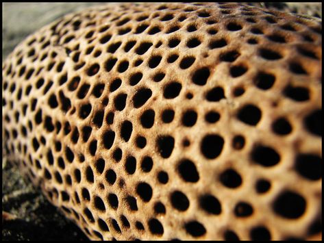 Sea Sponge | Bunch Beach, FTM, 2007? | Kane Ford | Flickr Odd Art, Sea Pattern, Art Lamps, Sea Sponge, Art Lamp, Deco Art, Fun Times, Natural Forms, Patterns In Nature