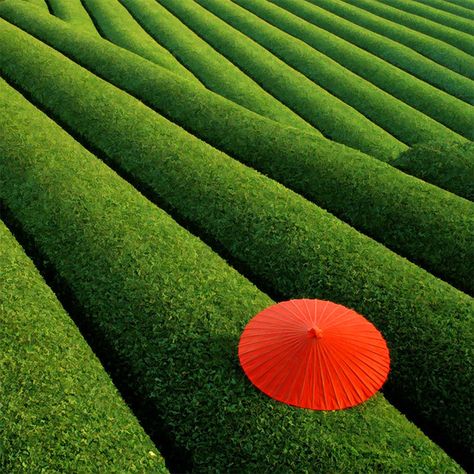 Let's take a look at some examples as we discuss some of the ways we can turn an ordinary landscape into an abstract landscape. Spot Art, Landform, Red Umbrella, Green Field, Breathtaking Places, Kyushu, Incredible Places, Land Art, Wisteria