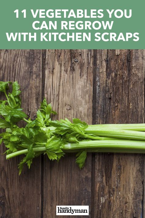 11 Vegetables You Can Regrow with Kitchen Scraps Kitchen Scraps, Carrot Greens, Front Patio, Outdoor Diy Projects, Small Containers, Potting Soil, New Leaf, Diy Outdoor, Backyard Garden