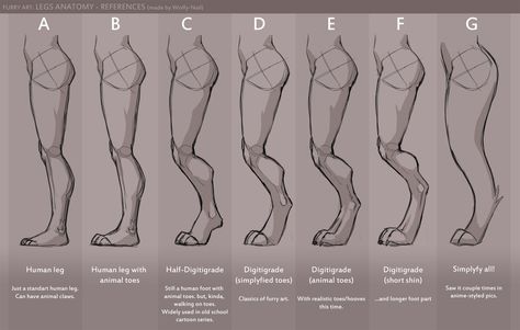 Legs anatomy references by Wolfy-Nail -- Fur Affinity [dot] net Digilegs Drawing, Human Legs Anatomy, Human With Animal Legs Drawing, Digitigrade Legs Tutorial, Dog Leg Anatomy, Anthro Animals Anatomy, Animal Leg Reference, Dog Leg Reference, Dog Legs Drawing