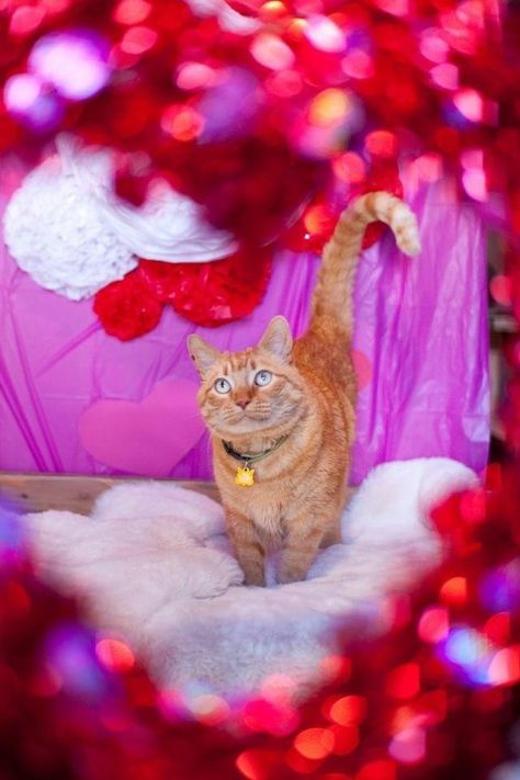 Cat Valentines Photoshoot, Pet Calendar Photoshoot, Cat Valentine Photoshoot, Pet Valentines Photography, Dog Valentines Day Photoshoot, Dog Calendar Photoshoot, Cat Photoshoot Ideas, Kitty Photoshoot, Stellar Birthday