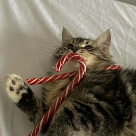 Candy Canes, A Cat, Candy Cane, Candy, Christmas