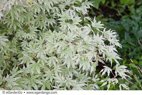 Acer palmatum 'Ukigumo' | Common Name: Floating Cloud Japanese Maple | eGardenGo  Light up a shady spot in your landscape with this slow-growing Japanese maple—its beautiful white variegation earns it the name Floating Cloud maple. #tree #smallgarden #Japanesemaple Foundation Landscaping, Cloud Japanese, Japanese Maple Varieties, Maple Tree Seeds, Japanese Maple Bonsai, Maple Bonsai, Beautiful Borders, Redbud Tree, Japanese Maples