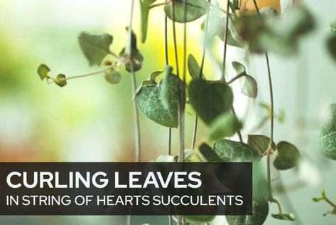 Curling or Wrinkled Leaves in String of Hearts Care For Succulents, Succulent Fertilizer, Heart Plant, Houseplants Low Light, Plant Succulents, Succulent Display, String Of Hearts, Types Of Succulents, Succulent Soil