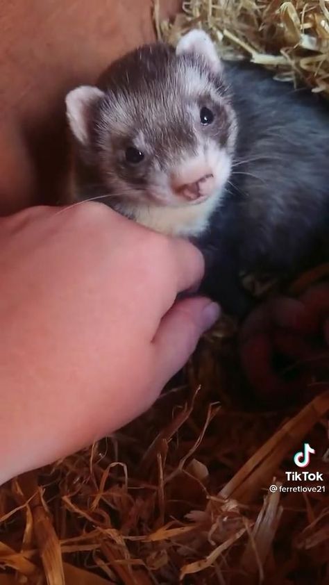 Cute Animals Ferret, Funny Ferrets Videos, Adorable Ferrets, Ferret Videos, Baby Ferrets, Funny Ferrets, A Ferret, Pet Ferret, Cute Ferrets