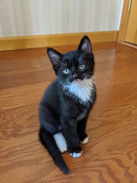 Tuxedo Kittens Black White, Black White Kitten, Black And White Kitten Aesthetic, Kittens Black And White, White And Black Kitten, Black And White Cat Aesthetic, Black And White Cat Drawing, Chaotic Pics, Chaotic Cats