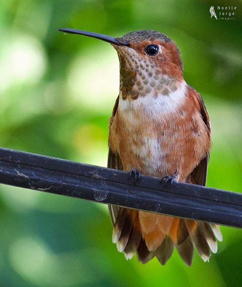 Allen's hummingbird in Van Nuys, California. Photo by Noelle Jorge. Allen’s Hummingbird, Hummingbirds Favorite Flowers, Hummingbird In Nest, Calliope Hummingbird, Anna's Hummingbird Photography, Hummingbird Pictures, Van Nuys, Hummingbird Tattoo, Nature Birds