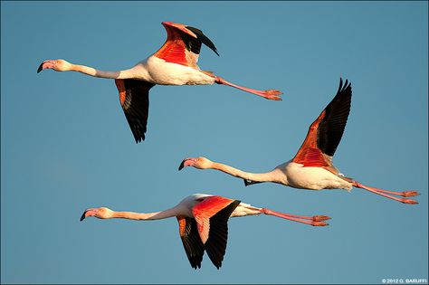 Flamingo Pictures, Flamingo Bird, Flamingo Art, Pink Bird, Big Bird, All Birds, Tropical Birds, Pretty Birds, Bird Illustration