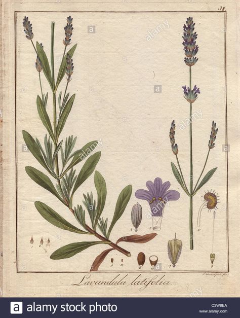 Download this stock image: Spike lavender, Lavandula latifolia - C3W8EA from Alamy's library of millions of high resolution stock photos, illustrations and vectors. Botanical Science, D Tattoo, Science Illustration, Herbal Magic, Plant Drawing, Lavandula Angustifolia, Plant Illustration, Frames For Canvas Paintings, Affordable Wall Art