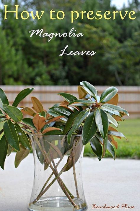 How to Preserve Magnolia Leaves & DIY Magnolia Wreath - I have been preserving my magnolia leaves for about a week now. It's super easy!  All you need is: Magno… Preserve Magnolia Leaves, Diy Magnolia Wreath, Leaves Diy, Magnolia Wreath, Magnolia Leaves, Diy Vase, Back To Nature, Christmas Centerpieces, Diy Wreath