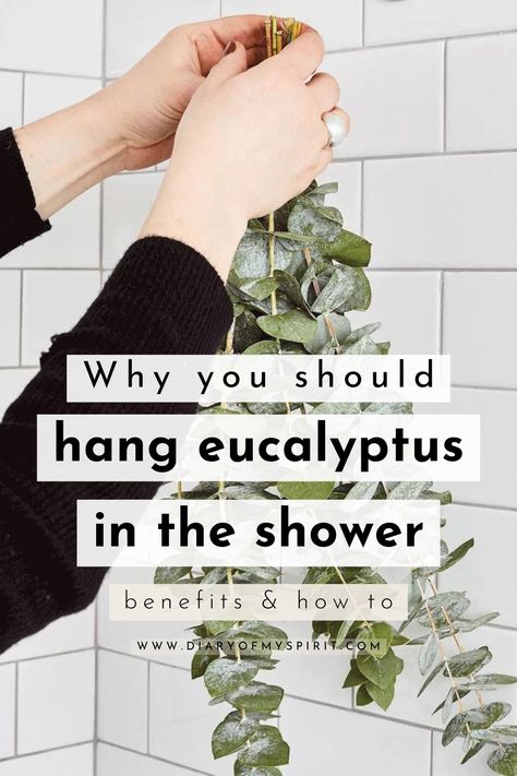 Take your shower experience to the next level with eucalyptus! Whether it's for relaxation, sinus relief, or just a refreshing scent, hanging eucalyptus in your shower is the perfect way to freshen up your routine. Not only are you getting all of the mind and body benefits of its aroma, but you're also creating a spa-like atmosphere in your own home! Eucalyptus In The Shower, Hanging Eucalyptus, Natural Pain Killers, Sinus Relief, Fresh Eucalyptus, Dried Eucalyptus, Earthy Fragrance, Eucalyptus Branches, Bathroom Spa