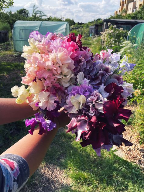 Pink, purple, white and cream sweet pea bouquet Sweet Pea Bouquet, Sweet Pea Seeds, Sweet Pea Flowers, Spring Fairy, Hydrangea Bouquet, Artsy Photos, Wildflower Bouquet, Clay Soil, Sweet Peas