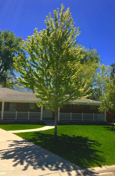 Shade Master Honey Locust Tree, Canopy Trees Backyards, Best Trees To Line A Driveway, Medium Sized Trees Front Yards, California Trees Landscaping, Big Trees In Front Of House, Low Maintenance Trees Backyards, Backyard Tree Placement, Medium Trees For Backyard