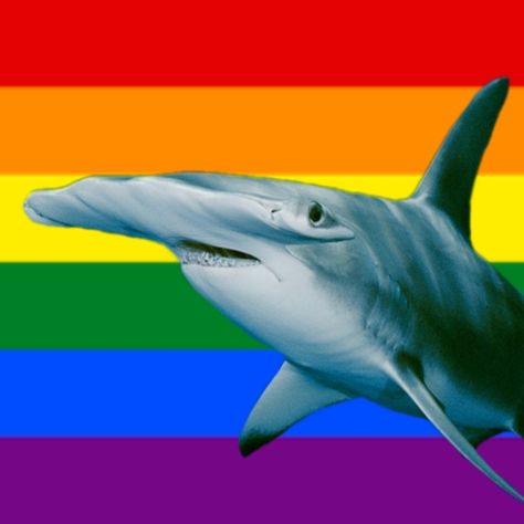 Pride Flags, Sharks, Flag, Rainbow, Quick Saves