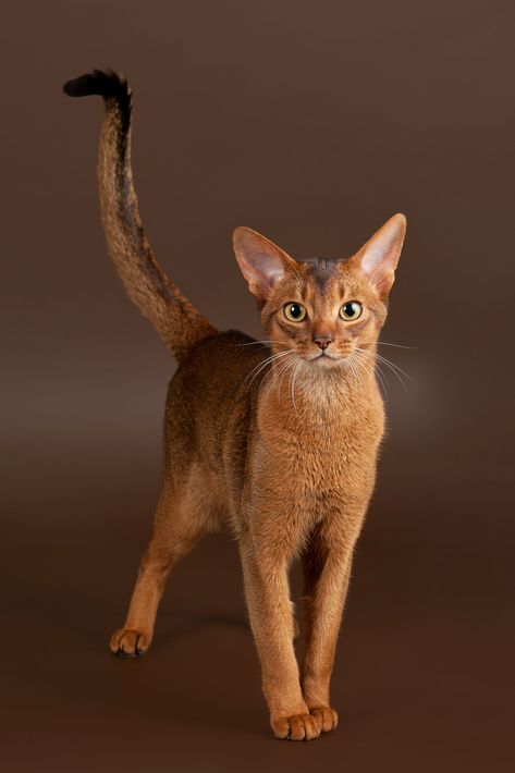 Abyssinian Kittens, Popular Cat Breeds, Cats With Big Eyes, Abyssinian Cat, Abyssinian Cats, Cat Pose, Abyssinian, Cat Training, Domestic Cat