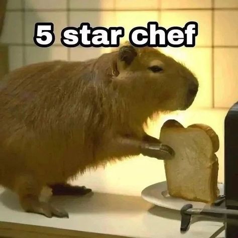 Capybara Pet, Funny Capybara, Funny Hamsters, Star Chef, Fluffy Dogs, Boost Your Confidence, Silly Animals, Very Funny Pictures, Funny Animal Memes