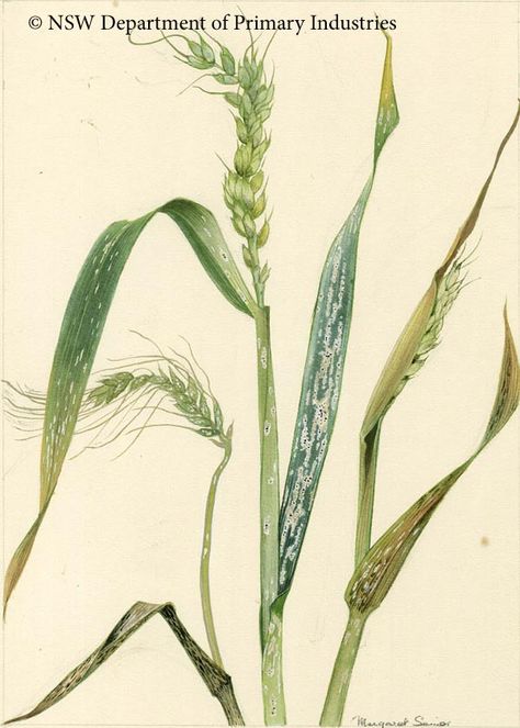 Green Wheat, Arteries And Veins, Powdery Mildew, Plant Painting, Scientific Illustration, Family Farm, Fall Harvest, Botany, Wheat