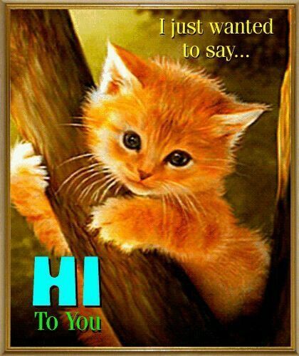 Just Checking In To Say Hi, Just Checking In On You Images, Just Wanted To Say Hi, Hello Cute, Just Saying Hi, Morning Cat, Animated Cards, Morning Quotes Funny, Cute Good Morning Quotes