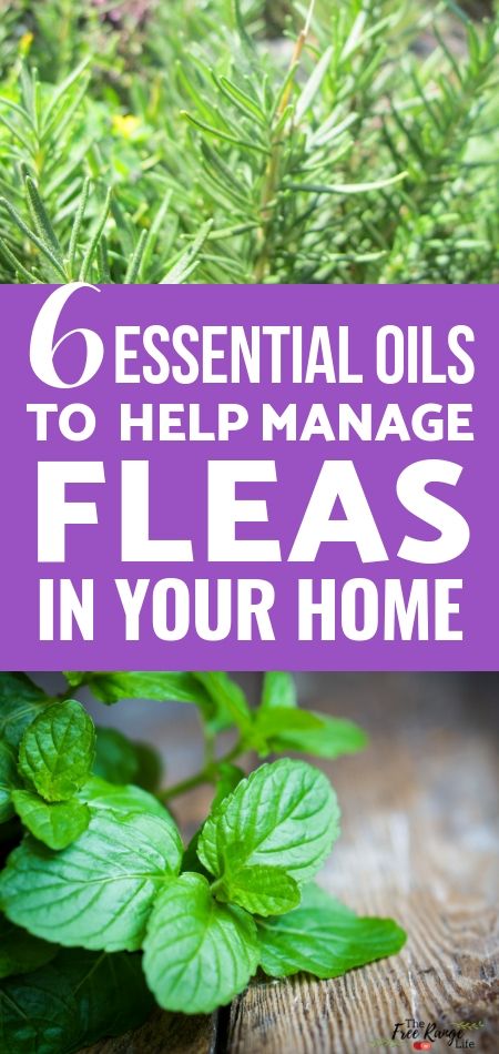 Essential Oils Fleas Home, How To Keep Fleas Out Of House, Essential Oil For Fleas In The House, Natural Flea Repellant For Home, Natural Flee Repelent Dogs, Essential Oils Fleas, Essential Oil Flea Spray For Home, Flea Repellent For Humans, Flea Repellent For Home