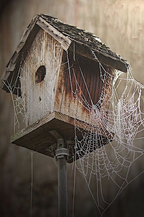 Abandoned house covered with spider webs. Spider House, Birds House, Itsy Bitsy Spider, Spider Art, Abandoned House, Photo D Art, Spider Webs, Arachnids, Abandoned Buildings