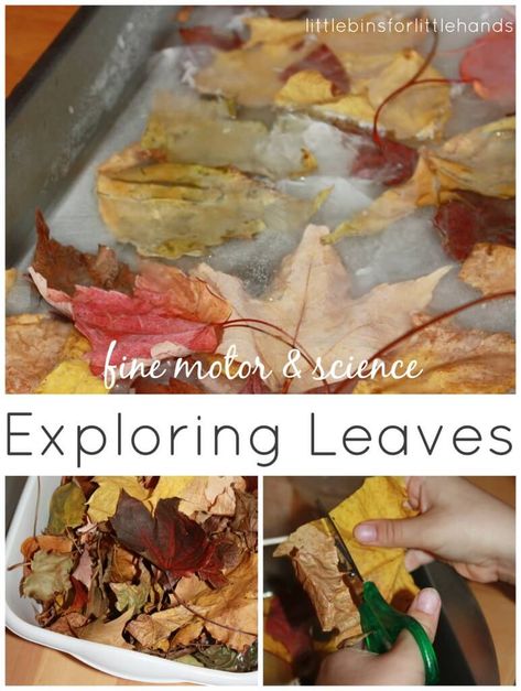 Fall Leaf Art, Leaf Activities, Fall Leaf Art Projects, Sensory Bin Ideas, Leaf Pile, Fall Science, Christian Thanksgiving, Science Experiments For Preschoolers, Autumn Leaves Art