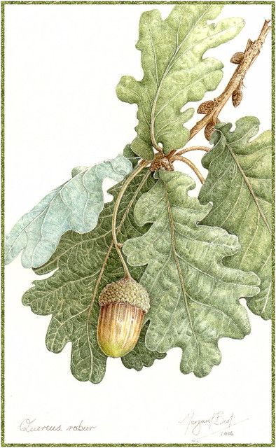 Oak Tree Drawings, Illustration Botanique, 수채화 그림, Botanical Painting, Scientific Illustration, Oak Leaves, Tree Illustration, Tree Drawing, Botanical Drawings