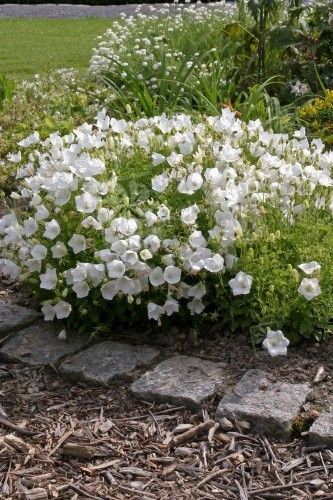 Campanula carpatica Weiße Clips - Zwergglockenblume Iberis Sempervirens, Perennial Border Plants, Perennial Border, Planting Plan, Border Plants, Evergreen Plants, Mediterranean Garden, Garden Photography, Garden Borders