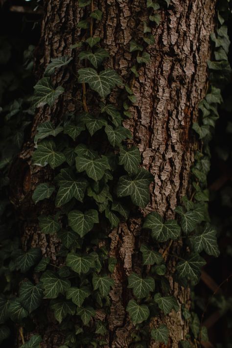 Ivy Pictures, Green Academia Aesthetic, Green Witch Aesthetic, Green Academia, Dark Forest Aesthetic, Brown Nature, Brown Tree, Dark Green Aesthetic, Dark Cottagecore