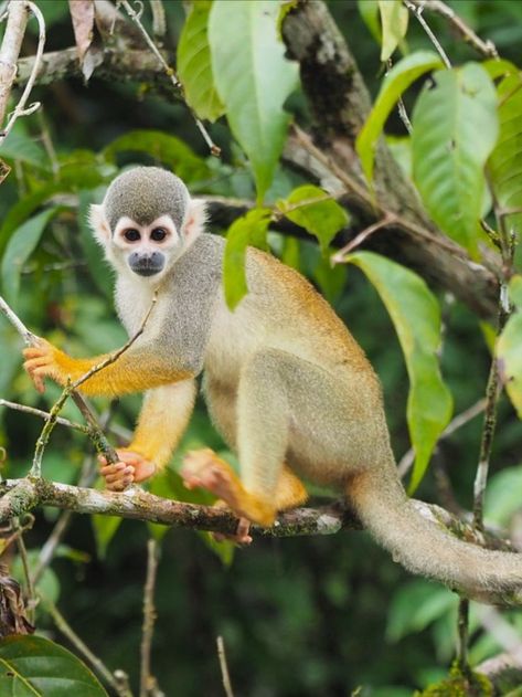 This is the Humboldt’s squirrel monkey! Endemic to Brazil, Colombia, Ecuador, Peru, and Venezuela. There are three subspecies within this range. Small monkeys, they generally live in groups of 20-50 individuals for safety in numbers. Widespread in their range and adaptable to habitat changes, yet impacted by the pressures of deforestation. One subspecies is Vulnerable due to habitat loss and forest fragmentation. They are generally listed as Least Concern. Small Monkey, Squirrel Monkey, National Animal, Monkey Art, Primates, Painting Process, Drawing Techniques, Monkeys, Ecuador