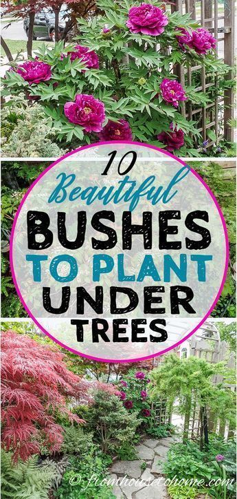 This list of #shrubs is perfect for my shade #garden. I wasn't sure how to fill in the garden bed and now I have a bunch of options. I really like the 4th one. #fromhousetohome #shadegarden #perennials #gardening Best Shrubs For Shade, Evergreens For Shade, Shade Loving Shrubs, Red Twig Dogwood, Plants Under Trees, Evergreen Bush, Twig Dogwood, Shade Shrubs, Flowering Bushes