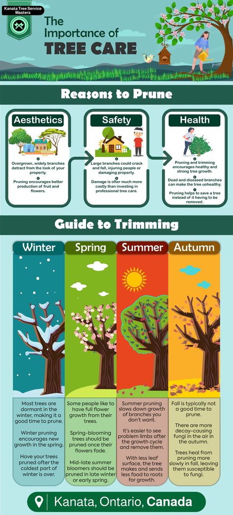 Nutrient Cycle, Importance Of Trees, Types Of Mulch, Tree Growth, Risk Assessment, Ottawa Ontario, Tree Service, Tree Care, Soil Health