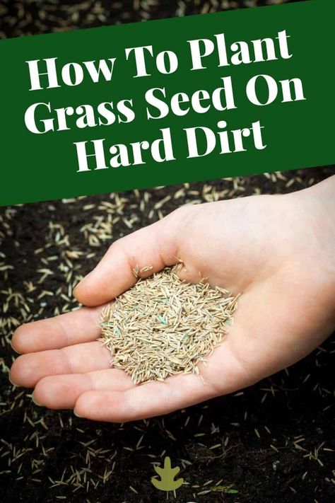 Grow Grass Fast, How To Plant Grass, Bermuda Grass Seed, Planting Grass Seed, Best Grass Seed, Lawn Renovation, Lawn Repair, Lawn Care Schedule, Planting Grass