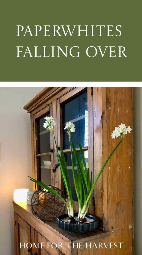 Paper White Bulbs, Planting Paperwhites Indoors, Paperwhites Containers, Paperwhite Flowers, Christmas Florals, Mulberry Bush, Compost Soil, Christmas Stem, Metal Flower Pots