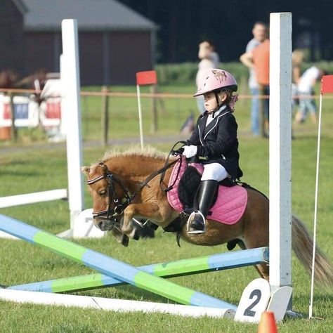 Ministar - Shetlander - Merrie - Beginnende ruiter - Springen Horse Riding For Kids, Miniature Ponies, Cute Horse Pictures, Mini Pony, Cute Ponies, Shetland Pony, Funny Horses, Mini Horse, Baby Horses