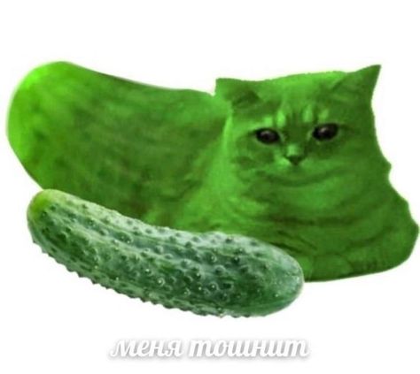 Pickle Aesthetic, Pickles Aesthetic, Pickle Tattoo, Pickle Board, Pickle Costume, Funny Pix, Silly Cats Pictures, Character Aesthetics, Very Funny Pictures