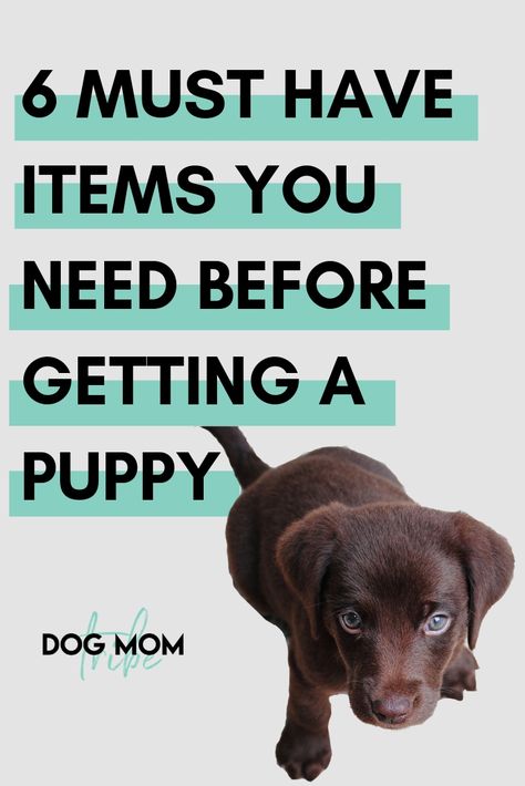 Puppy Items, New Puppy Checklist, Puppy Time, Puppies Tips, Easiest Dogs To Train, Cesar Millan, Puppy Harness, Potty Training Puppy, Puppy Pads