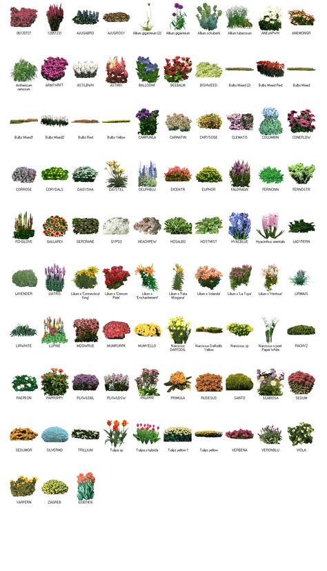 Bulbs for landscape design using GreenScapes Landscape Design Imaging Software. Learn More: http://www.LandscapeDesignImagingSoftware.com Evergreen Trees For Privacy, Landscape Ideas Front Yard, Frames Design Graphic, Flower Garden Plans, Landscaping Flowers, Front Yard Design, Landscape Design Plans, Front House Landscaping, Flower Names