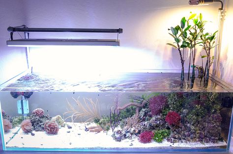 Reef Tank Aquascaping, Nano Reef Tank, Biotope Aquarium, Marine Fish Tanks, Saltwater Aquarium Fish, Fish Tank Terrarium, Saltwater Fish Tanks, Aquascape Design, Marine Tank