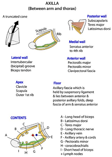 Axilla Anatomy, Anatomy Upper Limb Notes, Upper Limb Anatomy Mnemonics, Upper Limb Anatomy Notes, Upper Limb Anatomy, Muscular System Anatomy, Physical Therapy School, Gross Anatomy, Medicine Notes