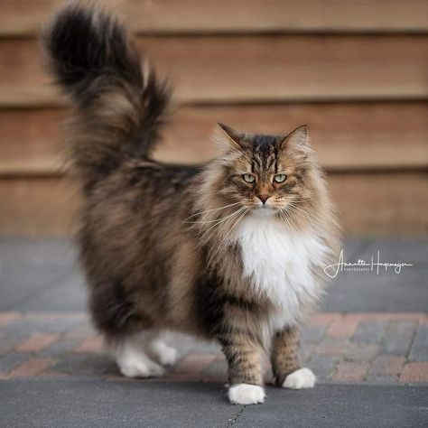 Baby Exotic Animals, Siberian Forest Cat, Siberian Forest, Ragdoll Kitten, Siberian Cat, Cat Whiskers, Gorgeous Cats, Forest Cat, Cat Pose