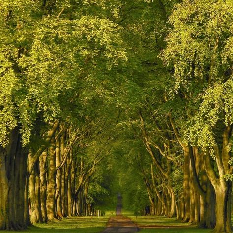 Canopy Of Trees, Cemetery Ideas, Tree Tunnel, Long Driveways, Tree Canopy, Elements Of Nature, Tree Line, Tree Lighting, Flowering Trees