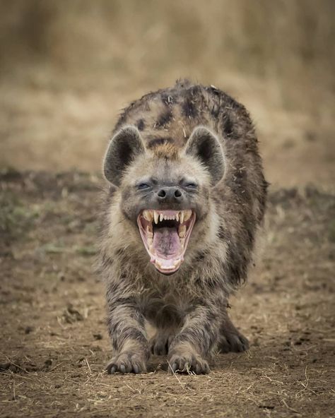 EPIC_WILD on Instagram: “@paultje_nl  Laughing hyena! 😁😁 . . . #discover  #GetCurious #photosofnatures #WildlifePlanet…” Laughing Hyena, Bongos, Cute Rats, Canine Art, Trash Panda, Wild Dogs, Hyena, African Animals, Brown Bear