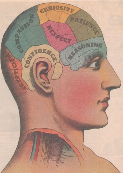 Wonderful Phrenology Head Graphic | Content in a Cottage Phrenology Head, Word Of The Week, Body Anatomy, Anatomy Art, Crafty Diy, Lino Print, The Brain, Old World, New World