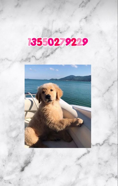 Picture Decals, Teen Posters, Roblox Hacks, Pink Wallpaper Laptop, Picture Codes, Bloxburg Decals Codes Aesthetic, Berry Codes, Preppy Dog, Preppy Decal