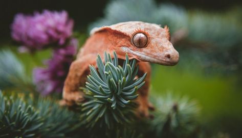 Crested Gecko Safe Plants, Crested Gecko Vivarium, Crested Gecko Habitat, Crested Gecko Care, Snake Care, Gecko Habitat, Arrowhead Vine, Gecko Terrarium, Crested Geckos