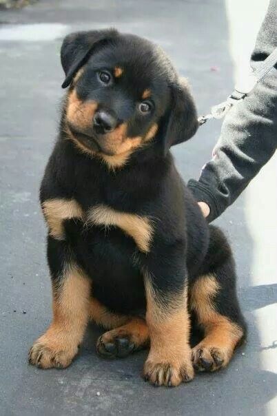 Rottweiler Love, Rottweiler Lovers, German Dog, Very Cute Dogs, Cute Dog Pictures, Baby Animals Pictures, Rottweiler Puppies, Cute Little Puppies, Rottweiler Dog